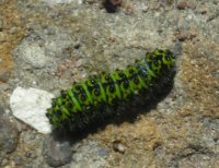 Emperor Moth Caterpillar Saturnia pavonia